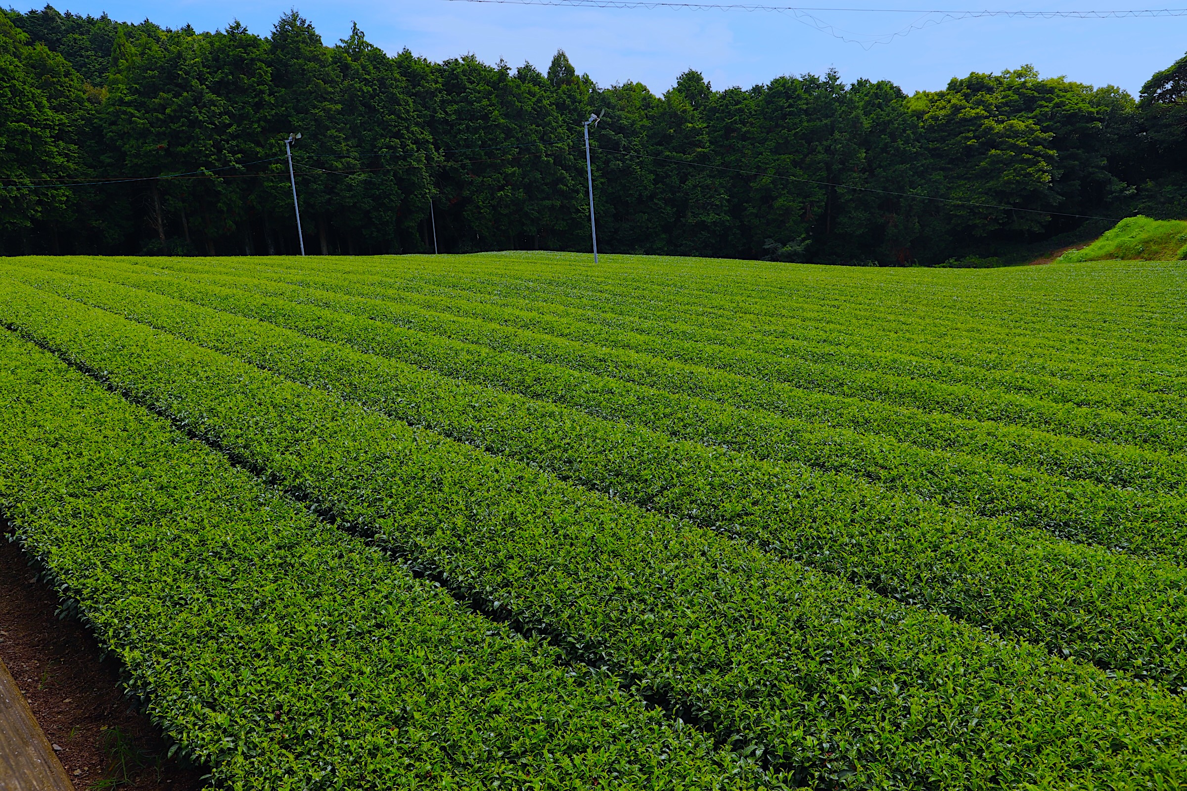 Japanese tea farm