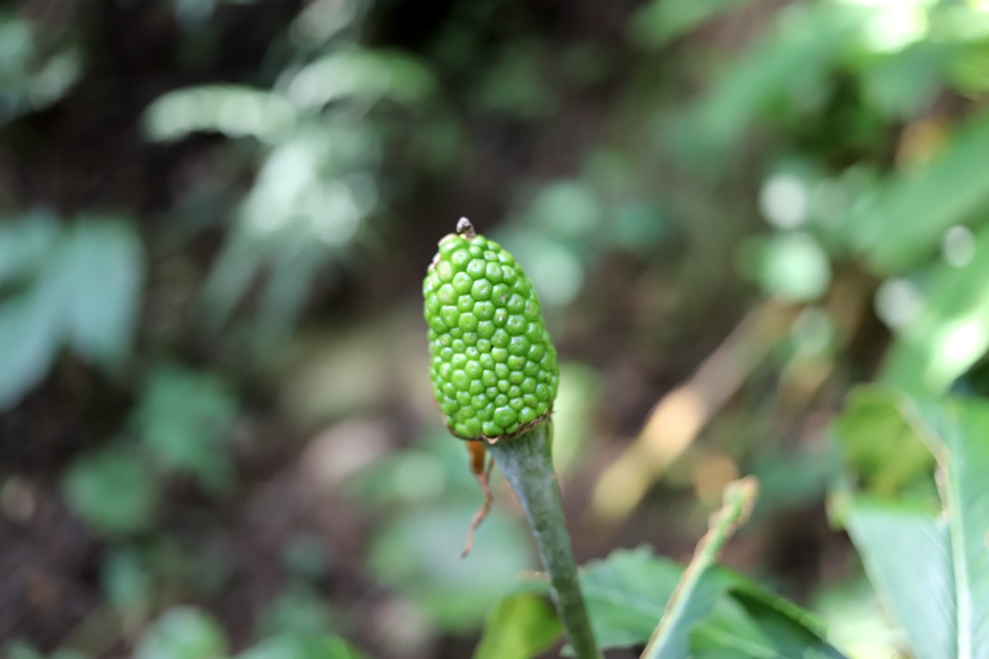 A green forest plant growing in the wild